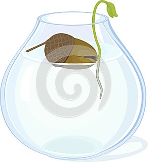 Oak sprout growing from acorn with green leaves and root system in glass vase with water